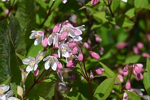 3035-05268630 Tower Hill Botanic Garden, MA
